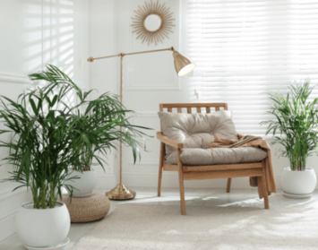 Vysoká vlhkost v bytě? I rostliny vám s ní mohou pomoci