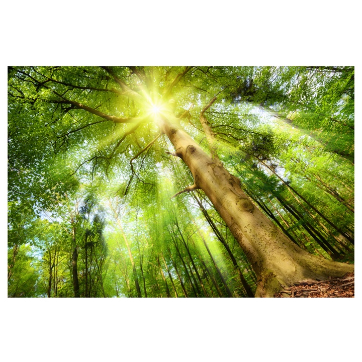 Sconto Obraz na plátně TREE XIII 80x60 cm