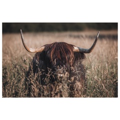 ANIMAL X