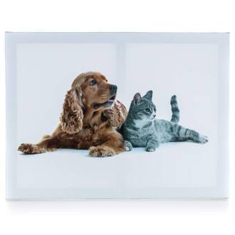 DOG AND CAT I