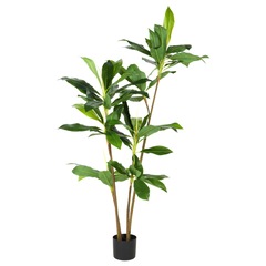 DRACENA