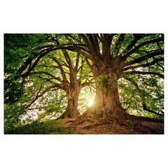 FOREST VIII