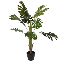 MONSTERA