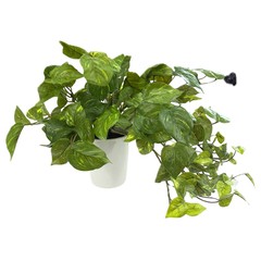 POTHOS