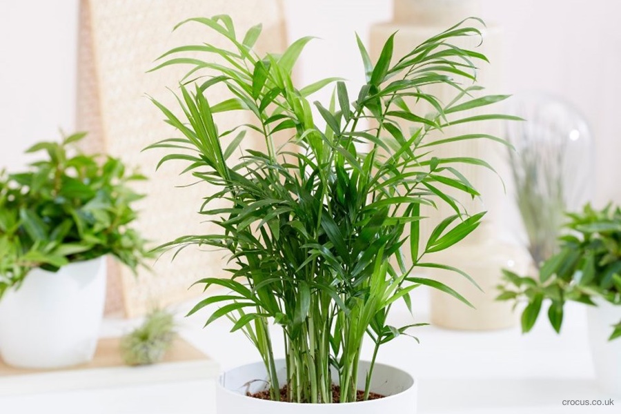S vlhkostí v bytě vám pomůžou tyto rostliny