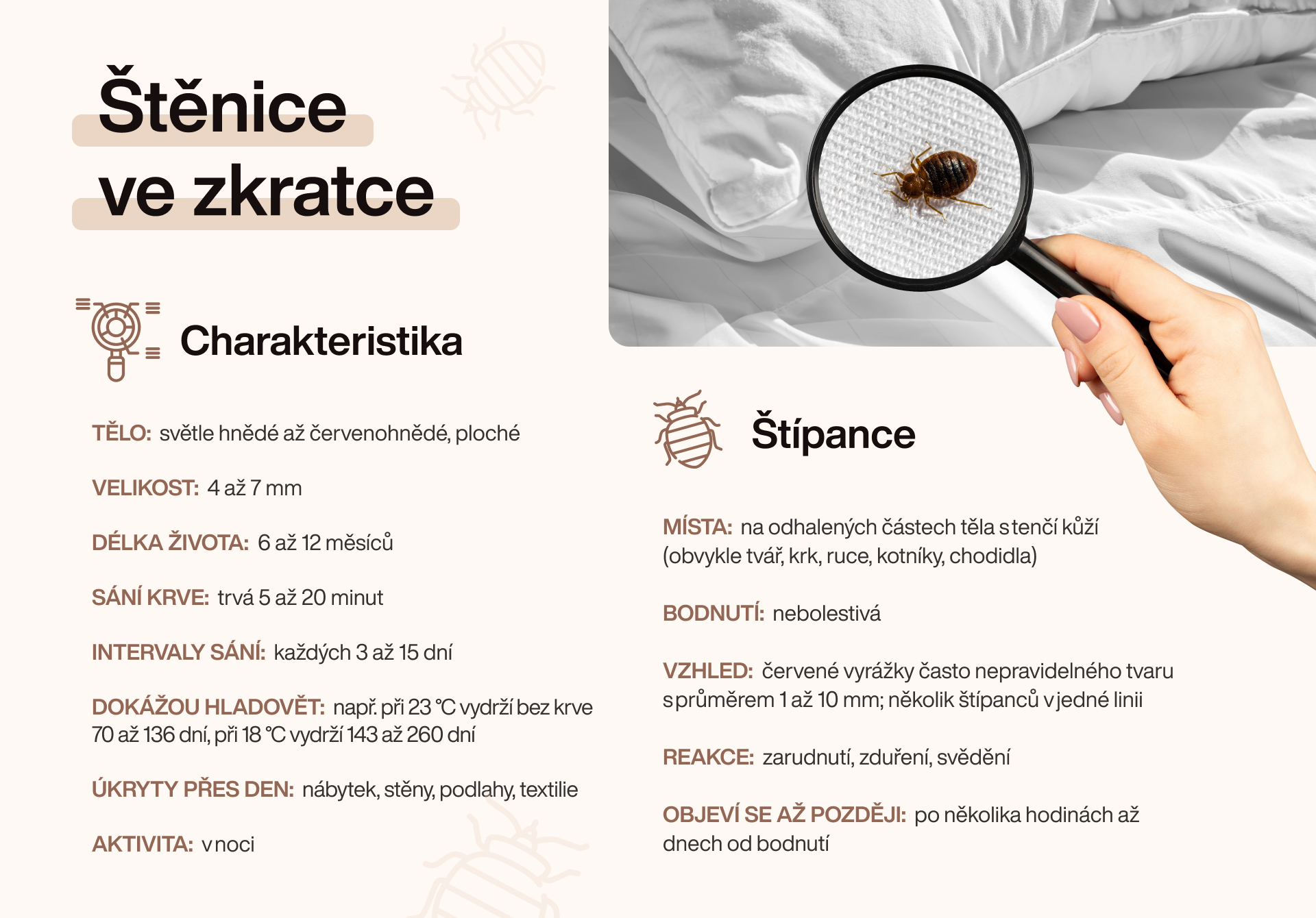štěnice - charakteristika, vzhled, kousnutí